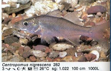 Centropomus nigrescens